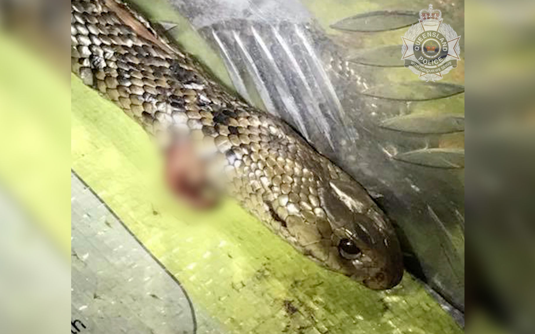 Eastern brown snake